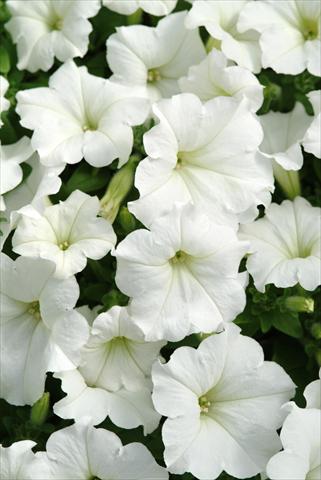 foto van een variëteit aan bloemen, te gebruiken als: Korf / Pot Petunia x hybrida Easy Wave White Imp
