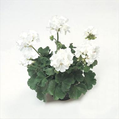 foto van een variëteit aan bloemen, te gebruiken als: Korf / Pot Pelargonium zonale Libra Improved