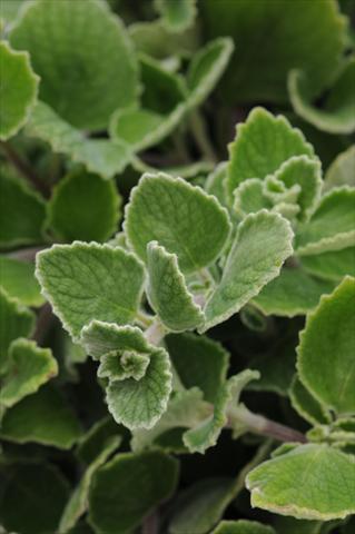 foto van een variëteit aan bloemen, te gebruiken als: Potplant, perkplant, patioplant, korfplant Plectranthus Silver Crest