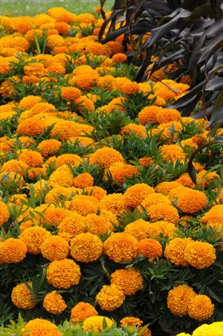 foto van een variëteit aan bloemen, te gebruiken als: Perkplant, potplant of korfplant Tagetes erecta Taishan African Orange