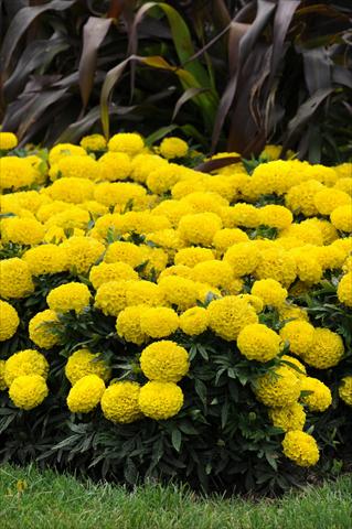 foto van een variëteit aan bloemen, te gebruiken als: Perkplant, potplant of korfplant Tagetes erecta Taishan African Yellow