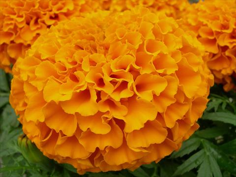 foto van een variëteit aan bloemen, te gebruiken als: Perkplant, potplant of korfplant Tagetes erecta Taishan Dwarf Orange