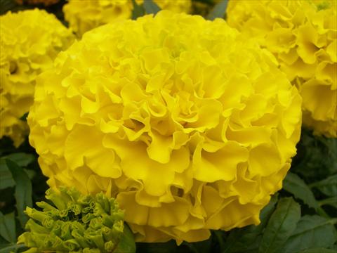 foto van een variëteit aan bloemen, te gebruiken als: Perkplant, potplant of korfplant Tagetes erecta Taishan Dwarf Yellow