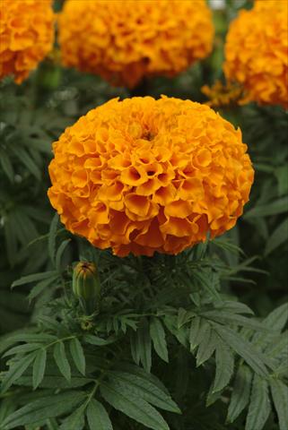 foto van een variëteit aan bloemen, te gebruiken als: Perkplant, potplant of korfplant Tagetes erecta Taishan Orange