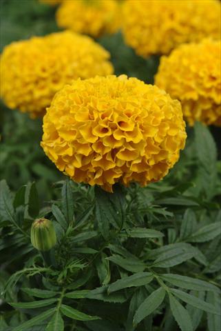 foto van een variëteit aan bloemen, te gebruiken als: Perkplant, potplant of korfplant Tagetes erecta Taishan Gold