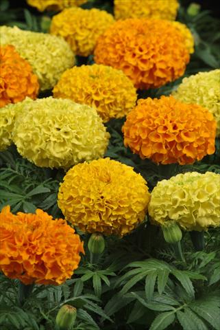 foto van een variëteit aan bloemen, te gebruiken als: Perkplant, potplant of korfplant Tagetes erecta Taishan Mix