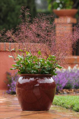 foto van een variëteit aan bloemen, te gebruiken als: Pot - en perkplant Talinum Talinum Verde