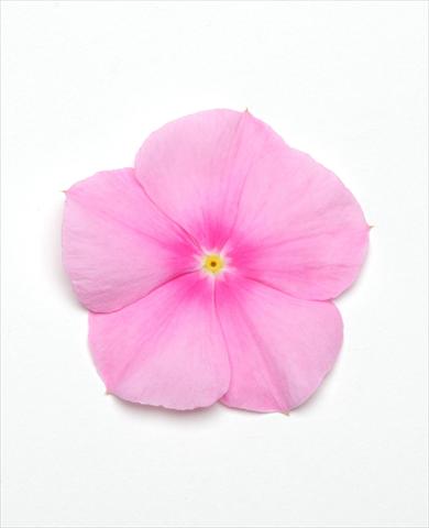 foto van een variëteit aan bloemen, te gebruiken als: Pot - en perkplant Catharanthus roseus - Vinca Titan Icy Pink