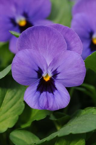 foto van een variëteit aan bloemen, te gebruiken als: Pot - en perkplant Viola cornuta Sorbet™ Blue Blotch XP