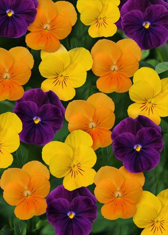 foto van een variëteit aan bloemen, te gebruiken als: Pot - en perkplant Viola cornuta Sorbet™ Harvest Mix XP