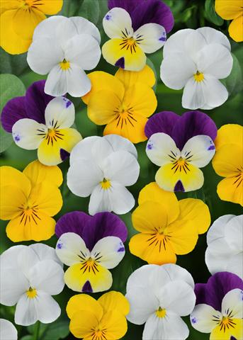 foto van een variëteit aan bloemen, te gebruiken als: Pot - en perkplant Viola cornuta Sorbet™ Lemon Parfait Mix XP