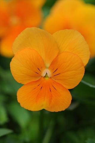 foto van een variëteit aan bloemen, te gebruiken als: Pot - en perkplant Viola cornuta Sorbet™ Orange XP