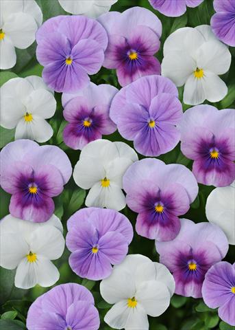 foto van een variëteit aan bloemen, te gebruiken als: Pot - en perkplant Viola cornuta Sorbet™ Orchidberry Frost Mix Xp