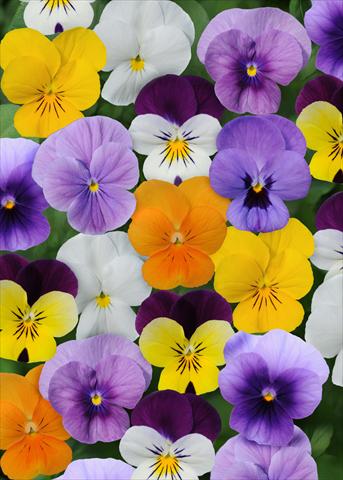 foto van een variëteit aan bloemen, te gebruiken als: Pot - en perkplant Viola cornuta Sorbet™ Select Mix XP