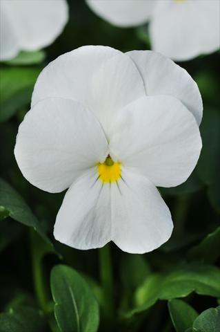 foto van een variëteit aan bloemen, te gebruiken als: Pot - en perkplant Viola cornuta Sorbet™ White XP