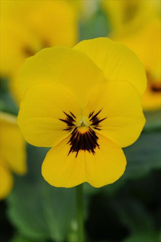 foto van een variëteit aan bloemen, te gebruiken als: Pot - en perkplant Viola cornuta Sorbet™ Yellow Blotch XP