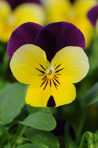 foto van een variëteit aan bloemen, te gebruiken als: Pot - en perkplant Viola cornuta Sorbet™ Yellow Duet XP