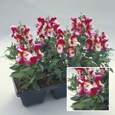 foto van een variëteit aan bloemen, te gebruiken als: Perkplant / Borders Antirrhinum majus Floral Showers Wine Bicolour Imp
