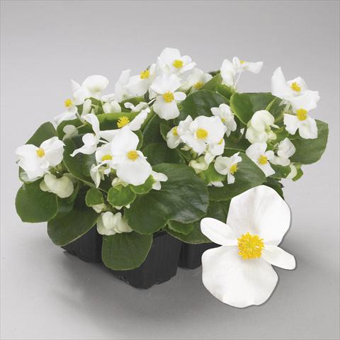 foto van een variëteit aan bloemen, te gebruiken als: Perkplant / Borders Begonia semperflorens Emperor White Imp