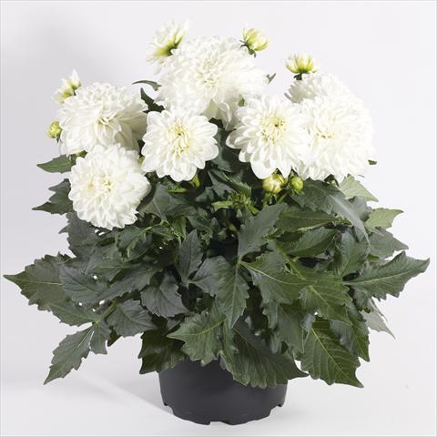 foto van een variëteit aan bloemen, te gebruiken als: Pot - en perkplant Dahlia Maxi Dalina Lopez