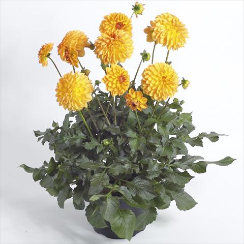 foto van een variëteit aan bloemen, te gebruiken als: Pot - en perkplant Dahlia Maxi Dalina Novia