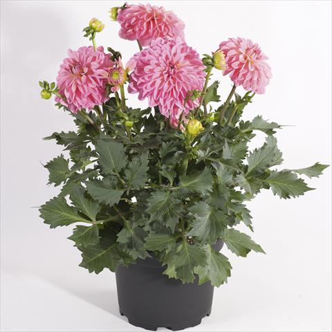 foto van een variëteit aan bloemen, te gebruiken als: Pot - en perkplant Dahlia Maxi Dalina Zamora