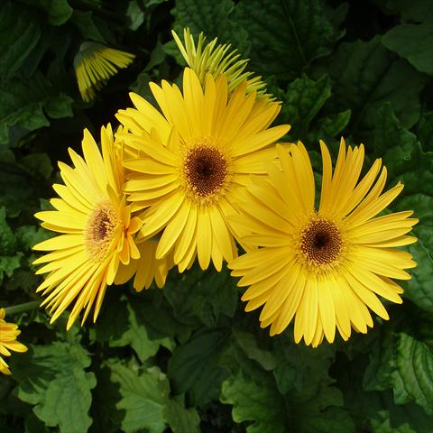 foto van een variëteit aan bloemen, te gebruiken als: Pot Gerbera jamesonii Festival Yellow with Eye