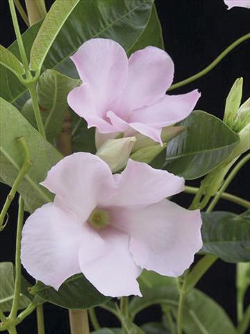 foto van een variëteit aan bloemen, te gebruiken als: Patioplant, potplant Dipladenia (Mandevilla) Cotton Candy