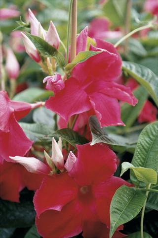 foto van een variëteit aan bloemen, te gebruiken als: Patioplant, potplant Dipladenia (Mandevilla) Red Velvet