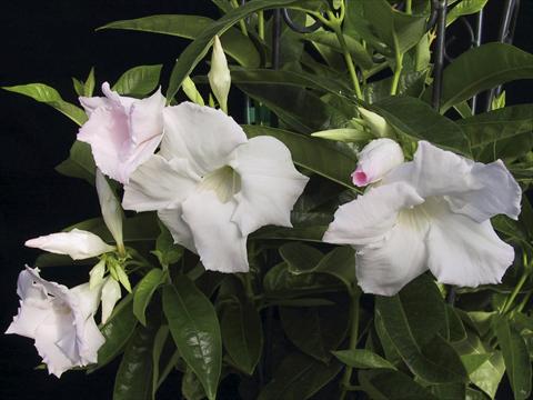 foto van een variëteit aan bloemen, te gebruiken als: Patioplant, potplant Dipladenia (Mandevilla) White Velvet
