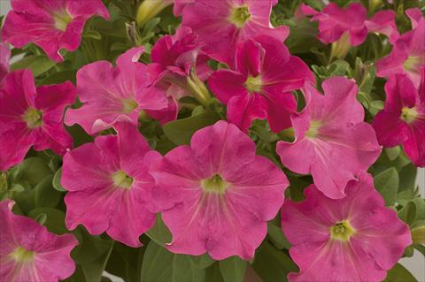 foto van een variëteit aan bloemen, te gebruiken als: Potplant, perkplant, patioplant, korfplant Petunia Ray Candy Pink