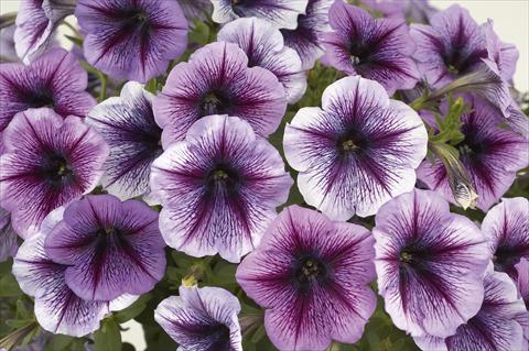 foto van een variëteit aan bloemen, te gebruiken als: Potplant, perkplant, patioplant, korfplant Petunia Ray Purple Vein