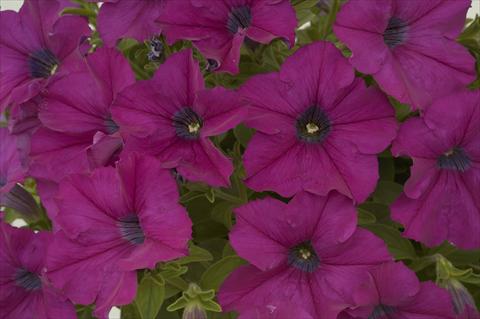 foto van een variëteit aan bloemen, te gebruiken als: Potplant, perkplant, patioplant, korfplant Petunia Ray Purple