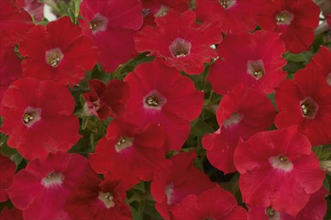 foto van een variëteit aan bloemen, te gebruiken als: Potplant, perkplant, patioplant, korfplant Petunia Ray Red
