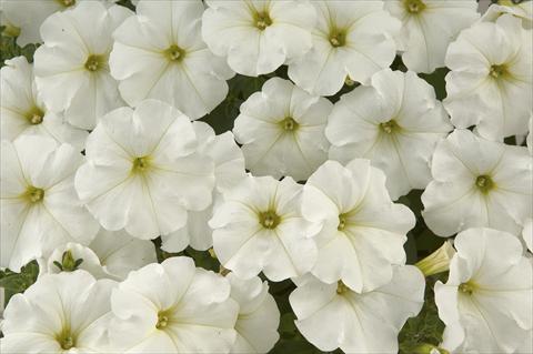 foto van een variëteit aan bloemen, te gebruiken als: Potplant, perkplant, patioplant, korfplant Petunia Ray White
