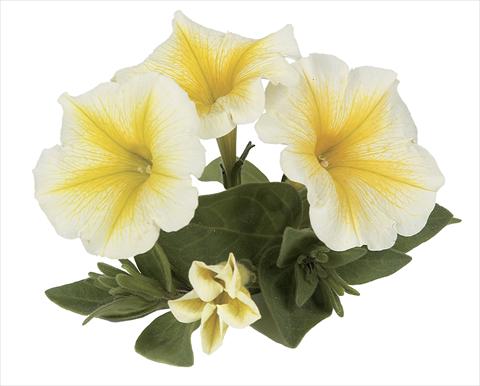 foto van een variëteit aan bloemen, te gebruiken als: Potplant, perkplant, patioplant, korfplant Petunia Ray Yellow