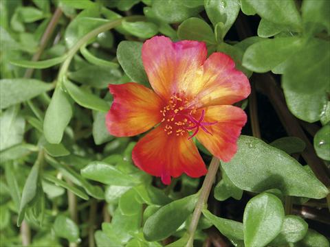 foto van een variëteit aan bloemen, te gebruiken als: Perkplant, patioplant, korfplant Portulaca Sono Scarlet