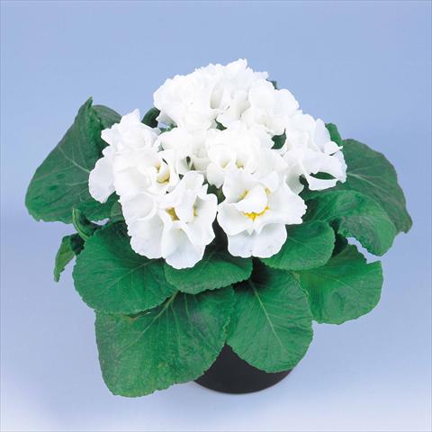 foto van een variëteit aan bloemen, te gebruiken als: Pot - en perkplant Primula acaulis, veris, vulgaris Rosanna White Imp
