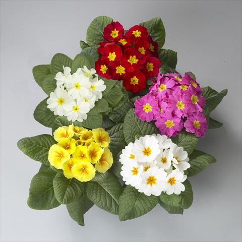 foto van een variëteit aan bloemen, te gebruiken als: Pot - en perkplant Primula acaulis, veris, vulgaris Dawn Mix