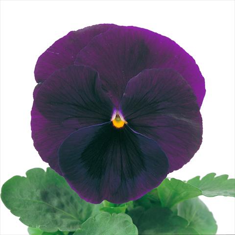 foto van een variëteit aan bloemen, te gebruiken als: Pot - en perkplant Viola wittrockiana Power Purple with Blotch Imp