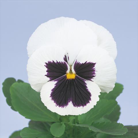 foto van een variëteit aan bloemen, te gebruiken als: Pot - en perkplant Viola wittrockiana Power White with Blotch Imp