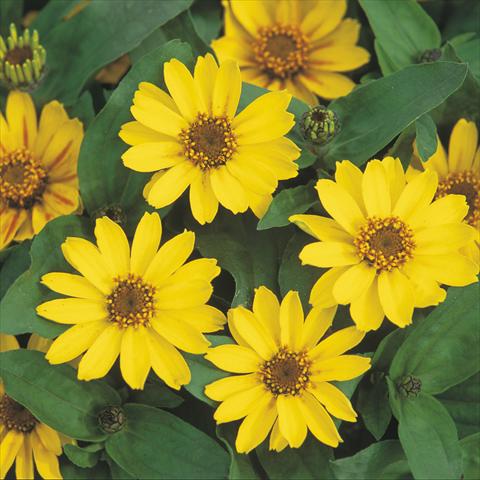 foto van een variëteit aan bloemen, te gebruiken als: Pot Zinnia hybrida Profusion Yellow