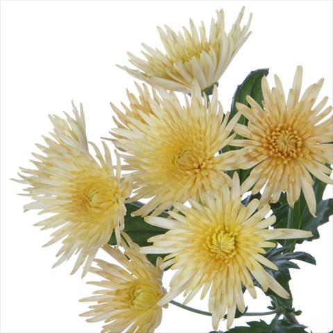 foto van een variëteit aan bloemen, te gebruiken als: Pot - en perkplant Chrysanthemum Anastasia Bronze