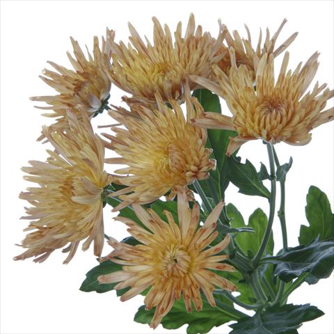 foto van een variëteit aan bloemen, te gebruiken als: Pot - en perkplant Chrysanthemum Anastasia Dark Bronze