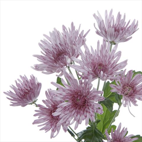 foto van een variëteit aan bloemen, te gebruiken als: Pot - en perkplant Chrysanthemum Anastasia Lilac