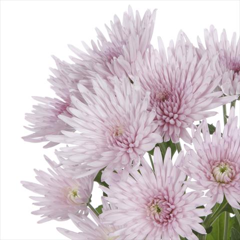 foto van een variëteit aan bloemen, te gebruiken als: Pot - en perkplant Chrysanthemum Anastasia Pink