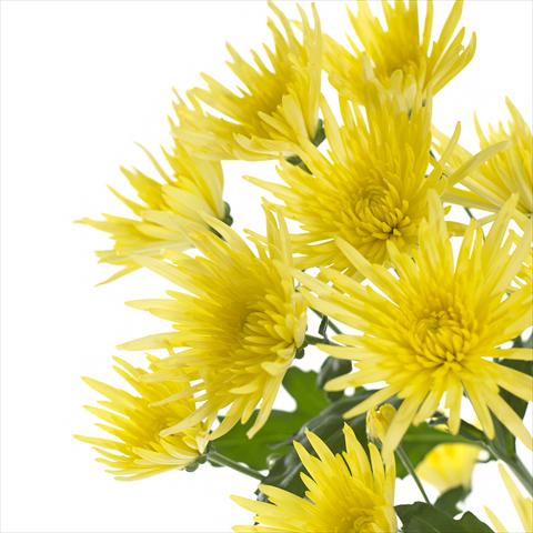 foto van een variëteit aan bloemen, te gebruiken als: Pot - en perkplant Chrysanthemum Anastasia Sunny