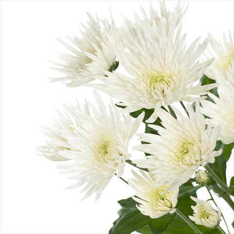 foto van een variëteit aan bloemen, te gebruiken als: Pot - en perkplant Chrysanthemum Anastasia