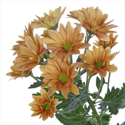foto van een variëteit aan bloemen, te gebruiken als: Pot - en perkplant Chrysanthemum Asenka Orange