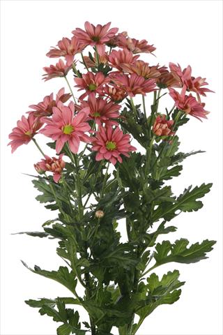 foto van een variëteit aan bloemen, te gebruiken als: Pot - en perkplant Chrysanthemum Asenka Salmon